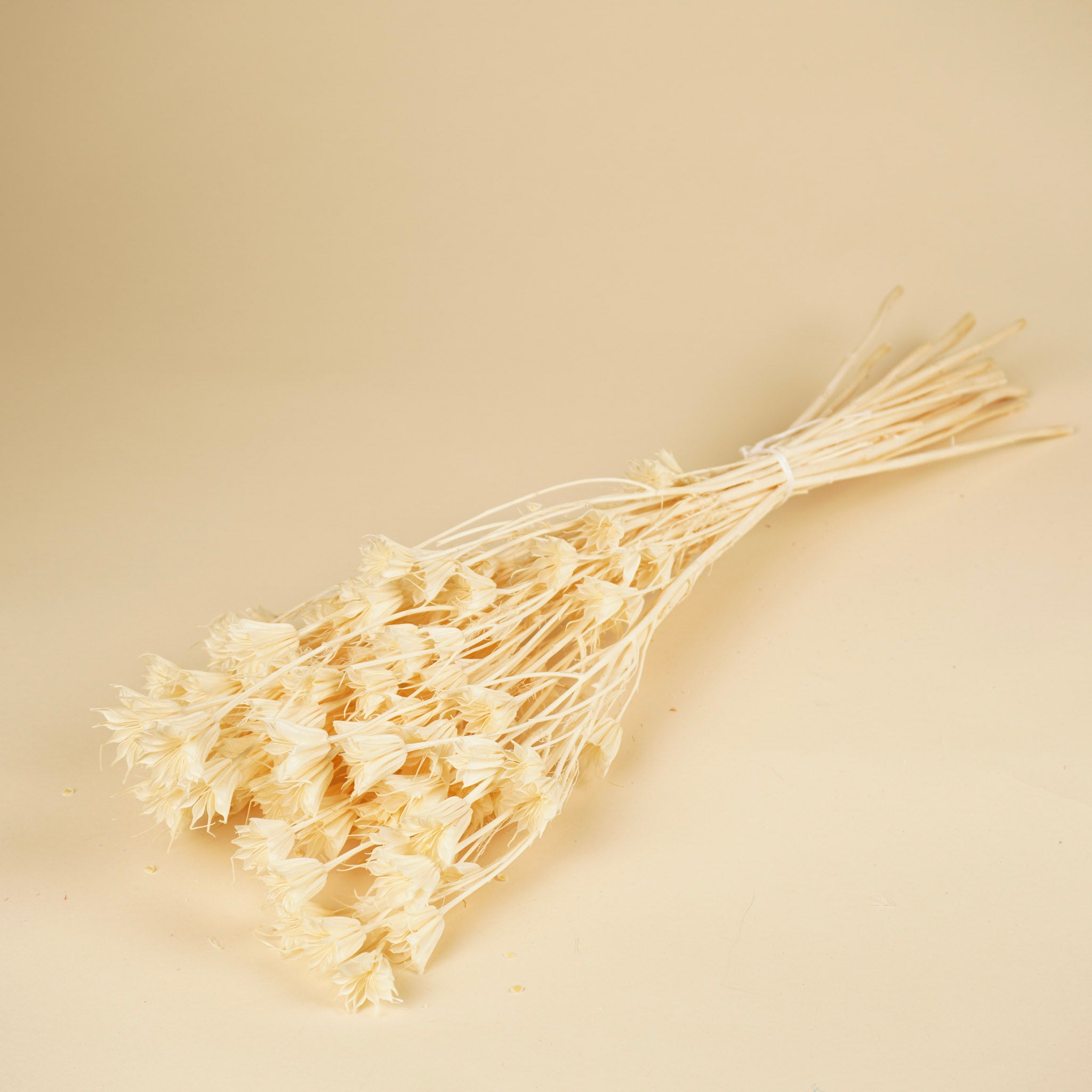 Dried Nigella Orientalis bleached