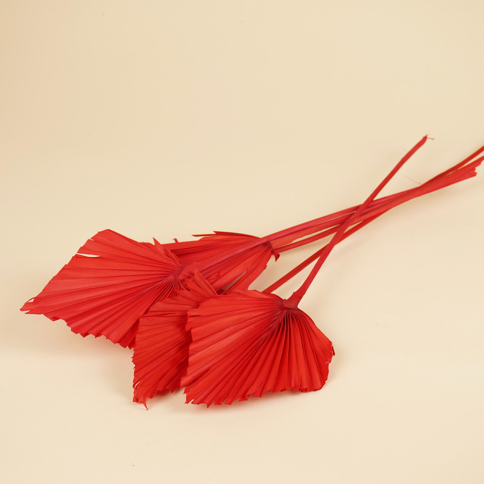 Palmspeerrot