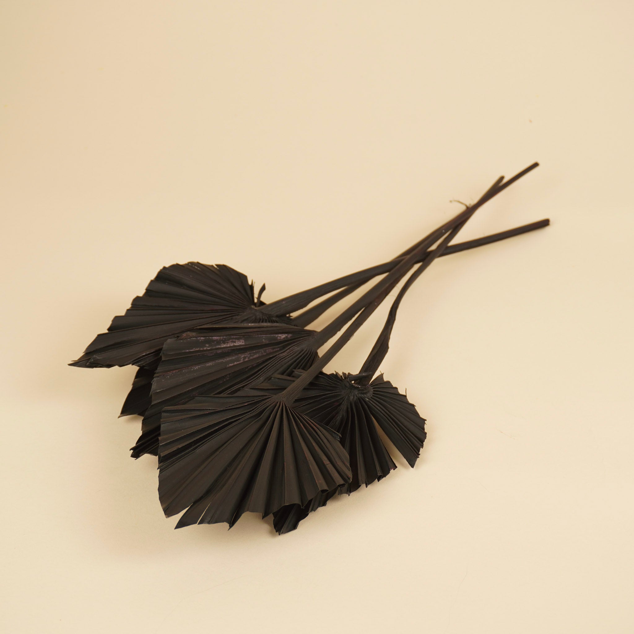 Gedroogde palm spear – zwart