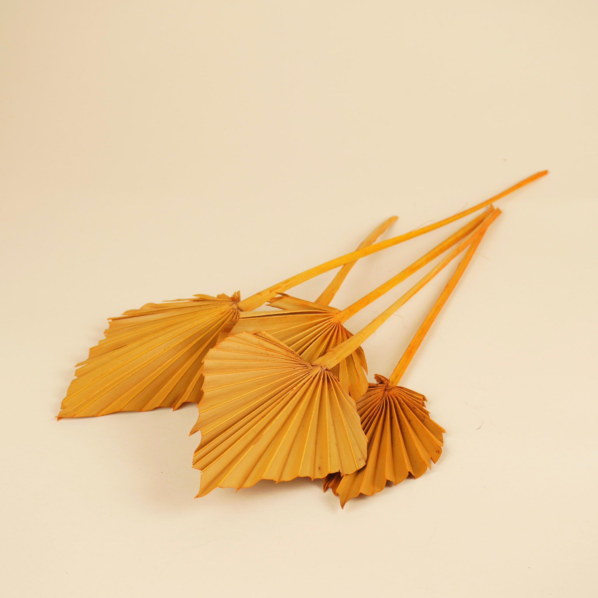 Gedroogde palm speer – oranje