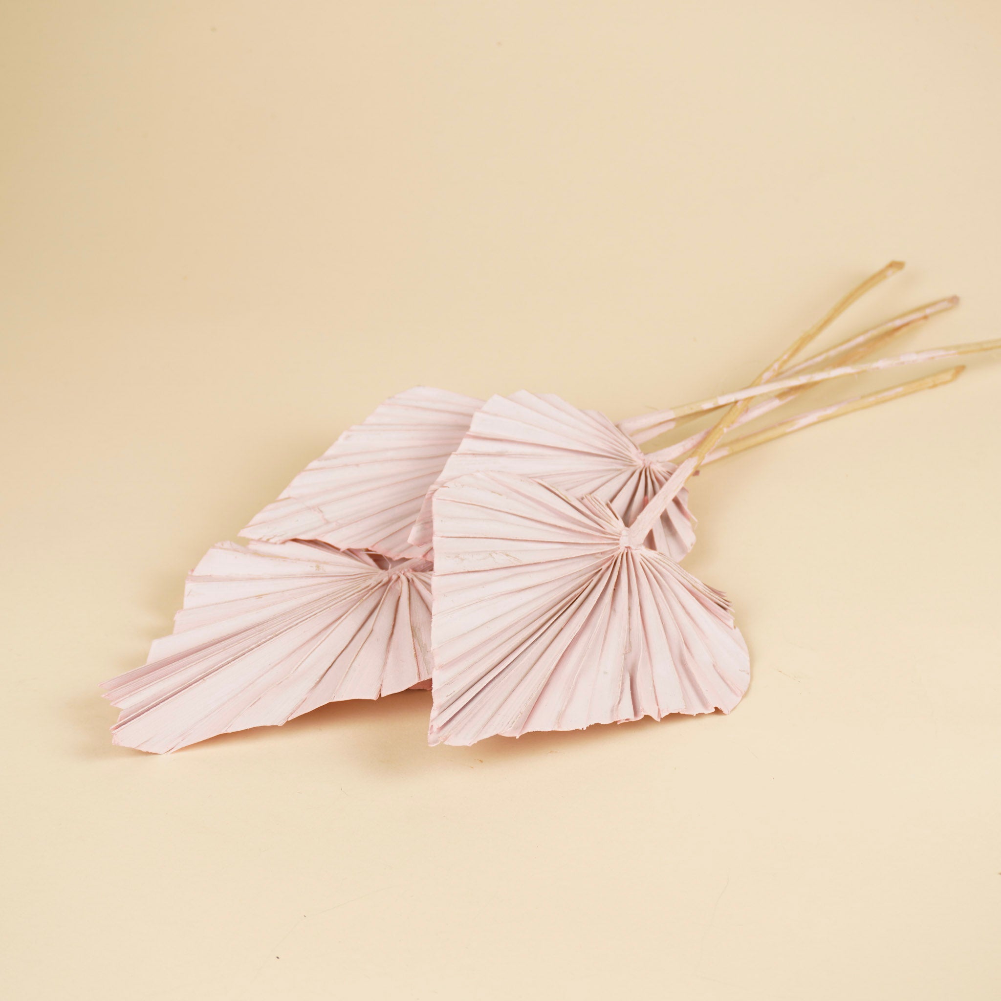 Palm Spear Salmon rose