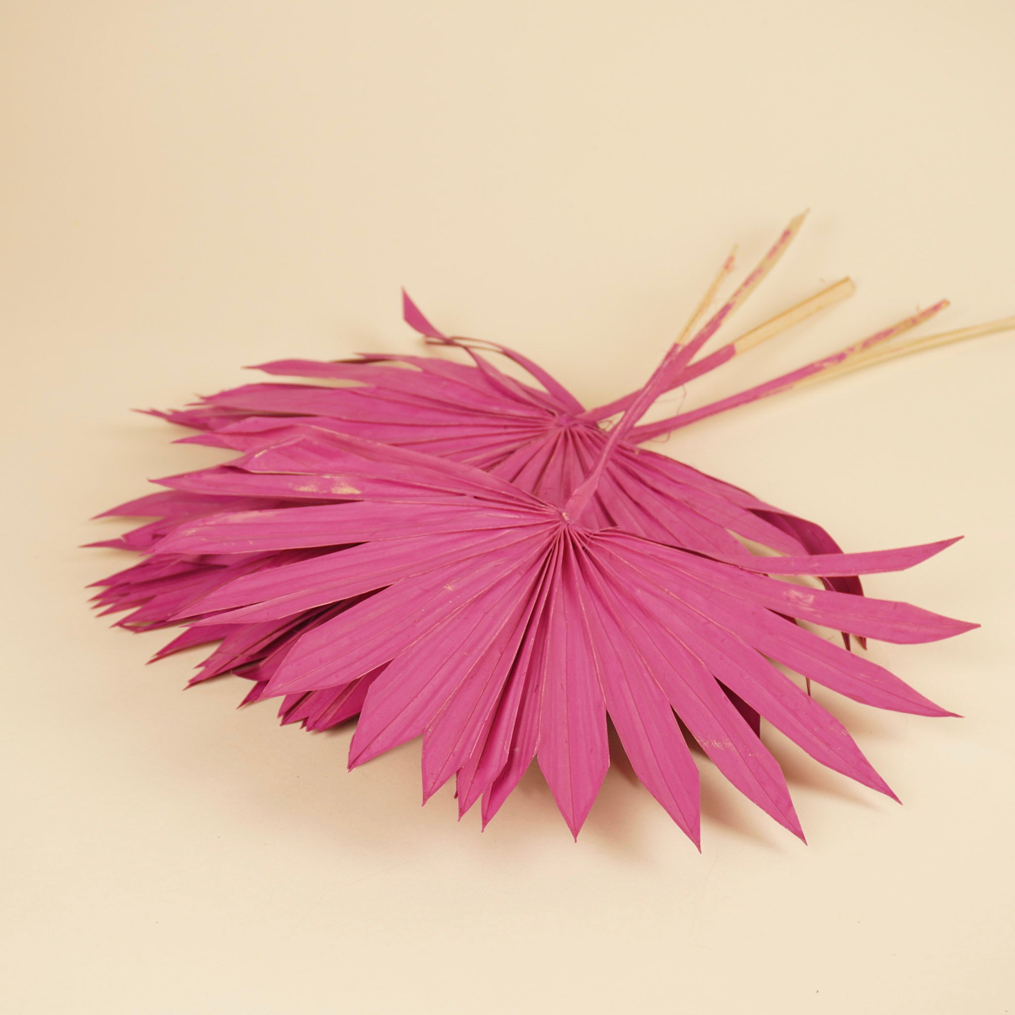Getrocknete Palmsonne Speer Cerise