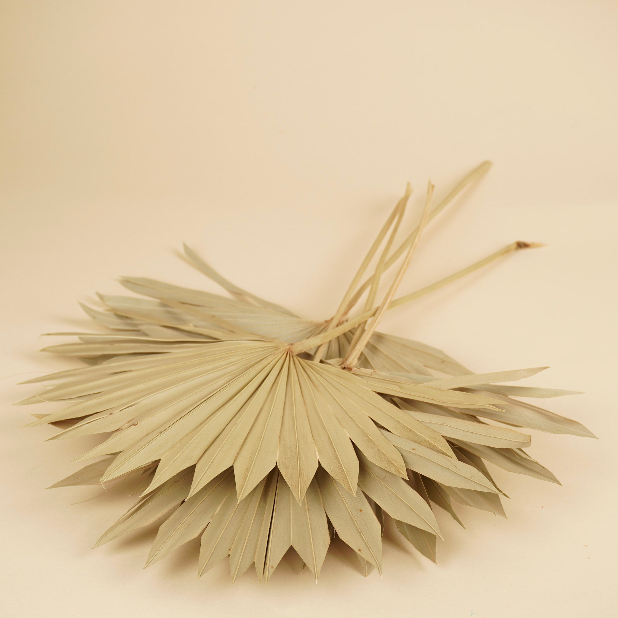 Palm Sun Spear Naturel