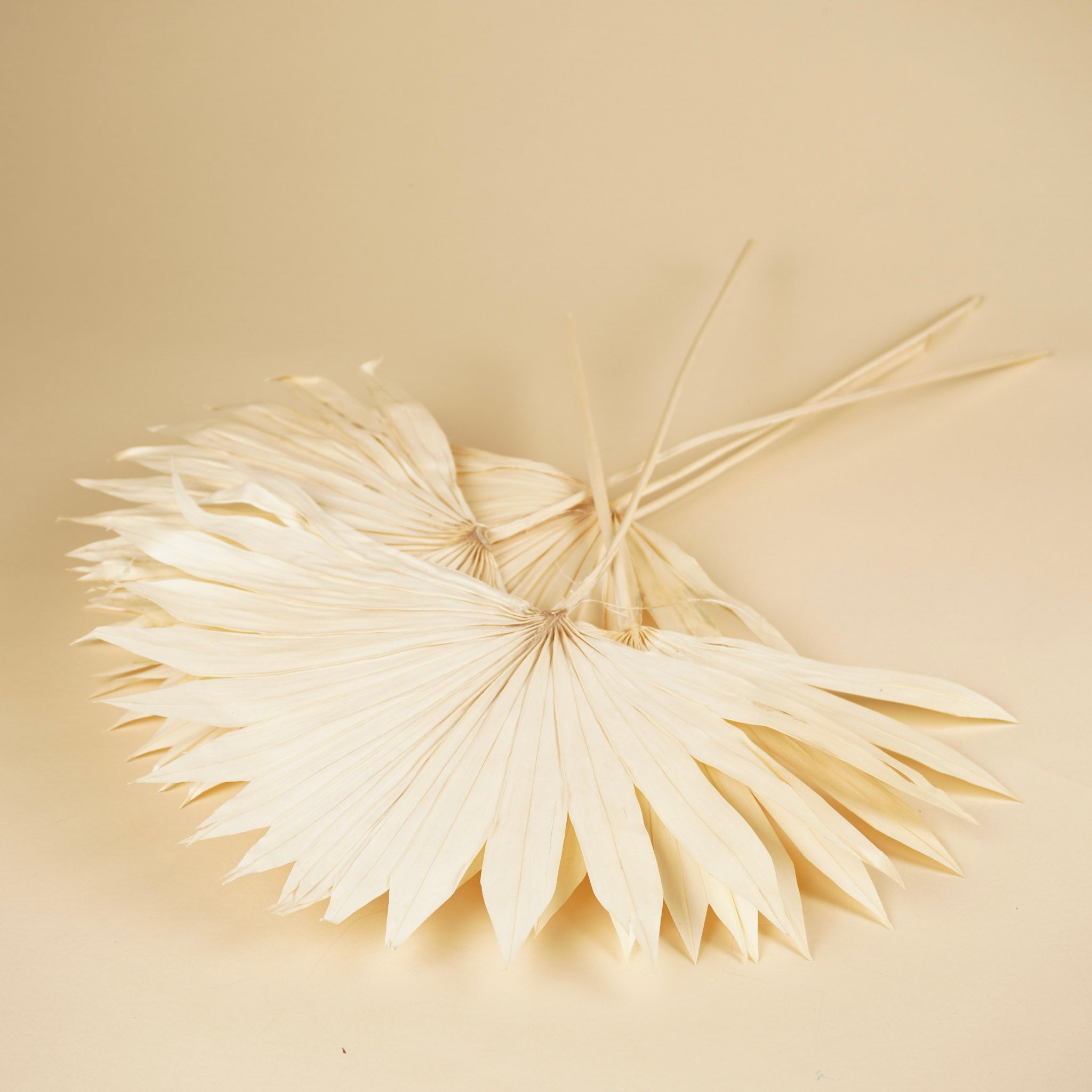 Palm Sun Spear blanchied