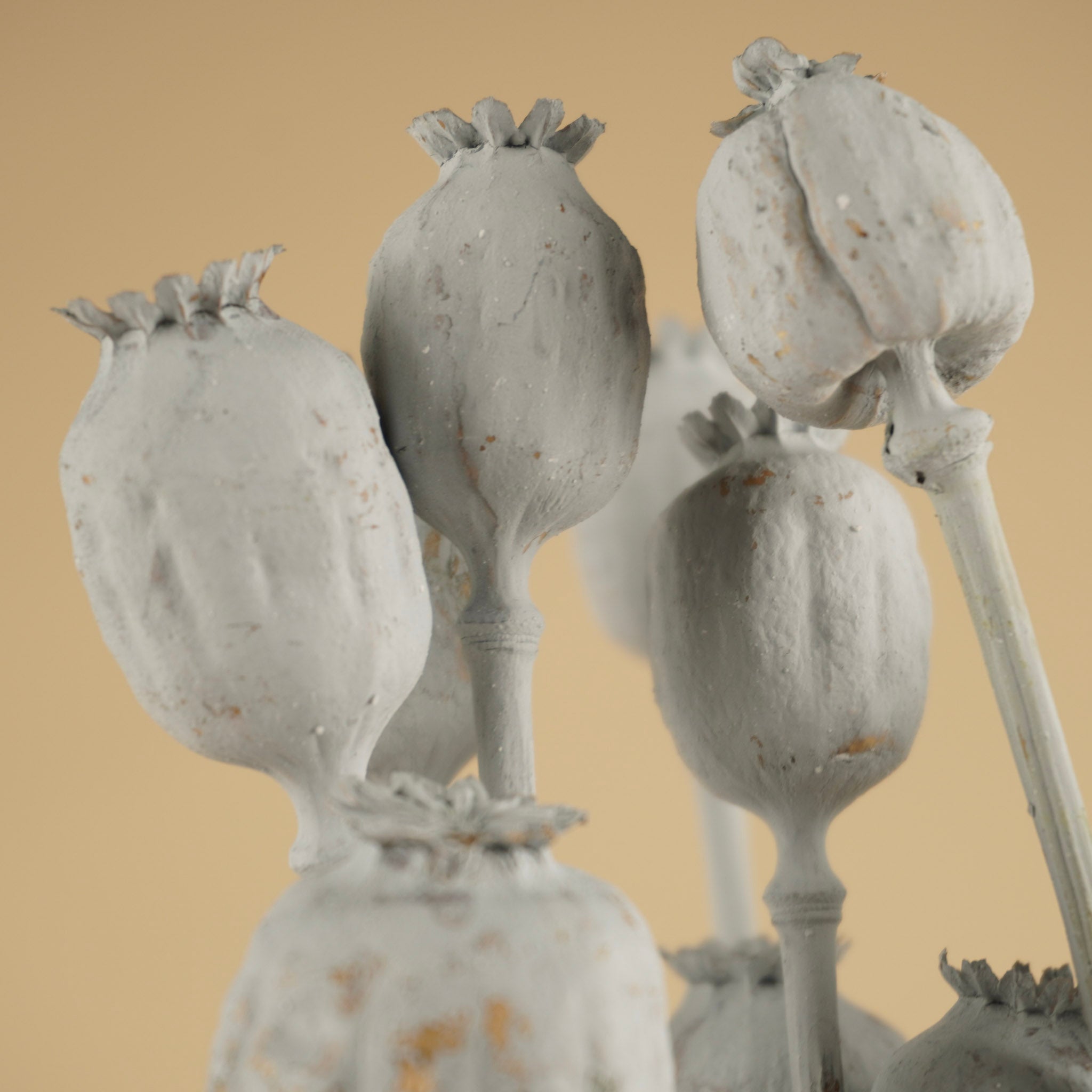 Papaver gris séché