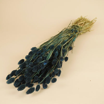 Getrocknete Phalaris farbig dunkelblau