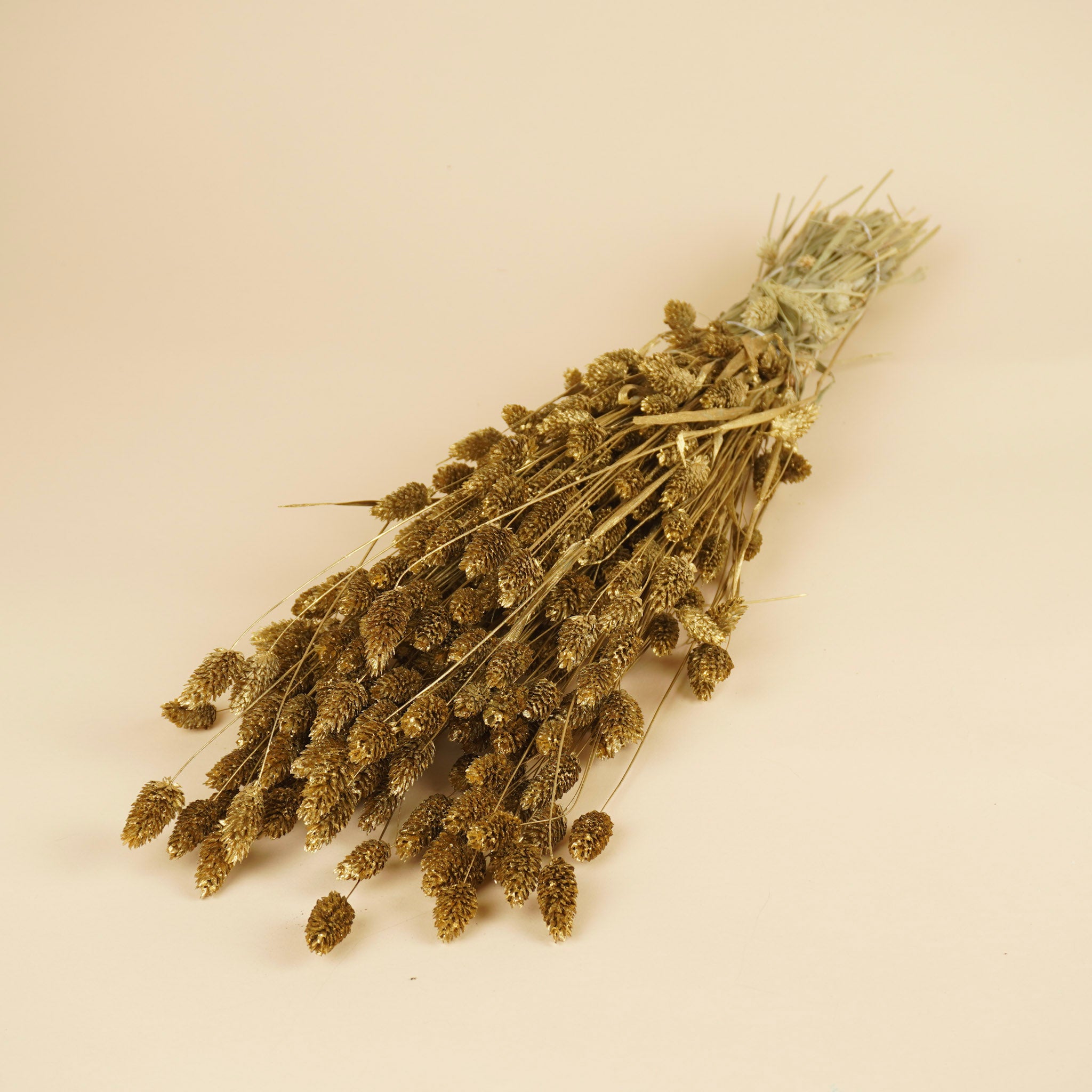 Phalararis séché doré