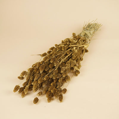 Phalararis séché doré