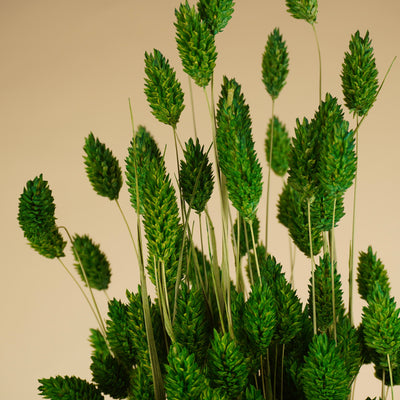 Getrocknete Phalaris farbige Frühlingsgrün