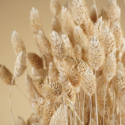 Dried Phalararis bleached