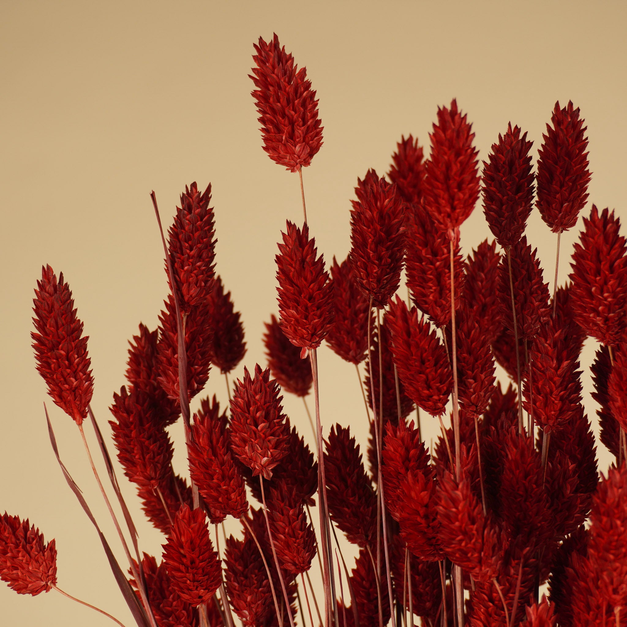 Rouge de couleur phalararis séchée (herbe canariale)