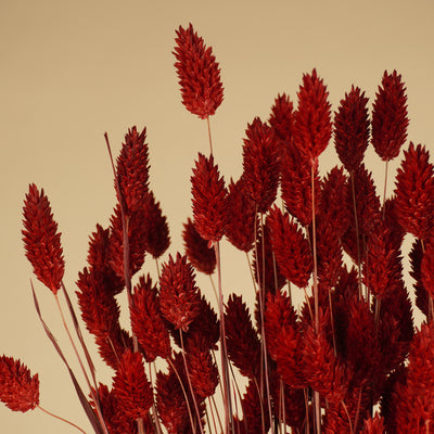 Rouge de couleur phalararis séchée (herbe canariale)