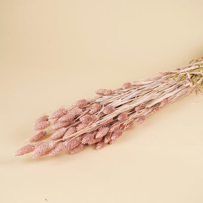 Dried Phalaris Misty Pink