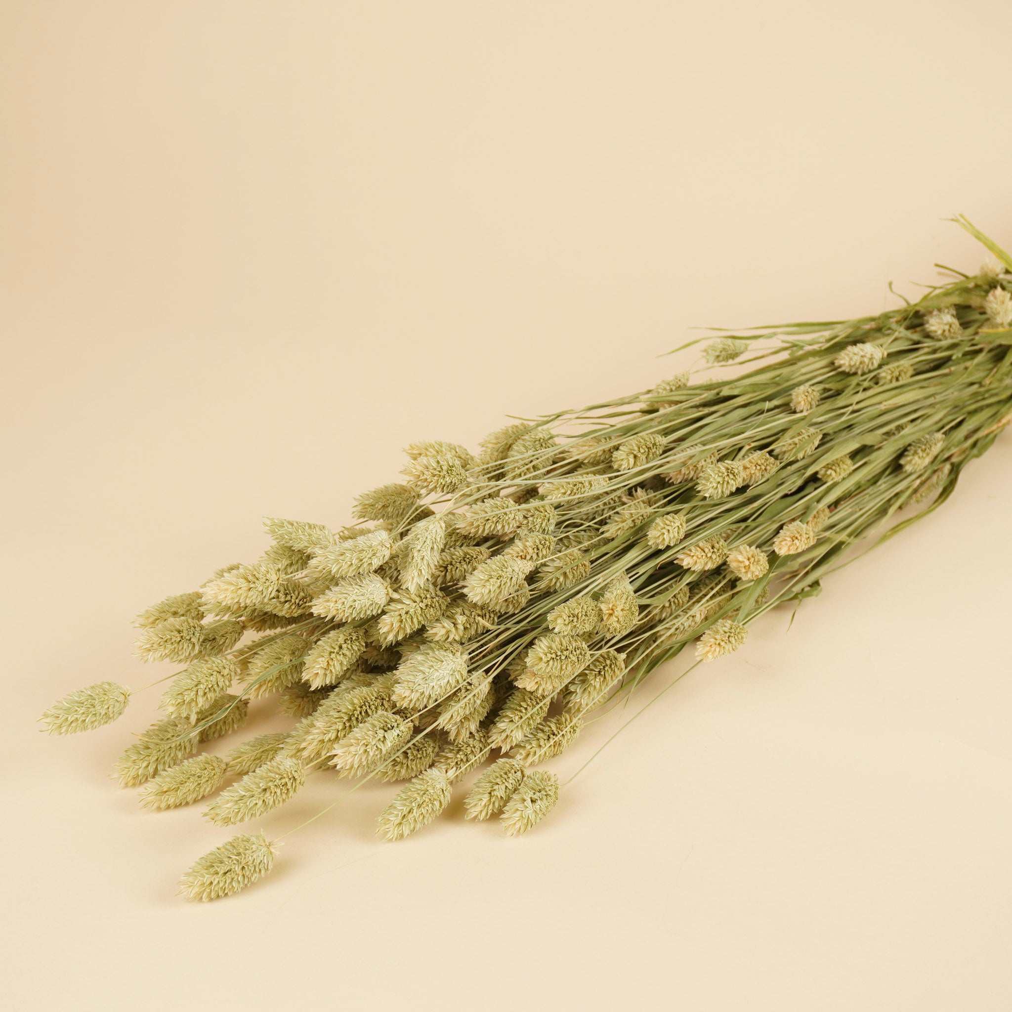 Gedroogde Phalaris Naturel (Kanariegras)