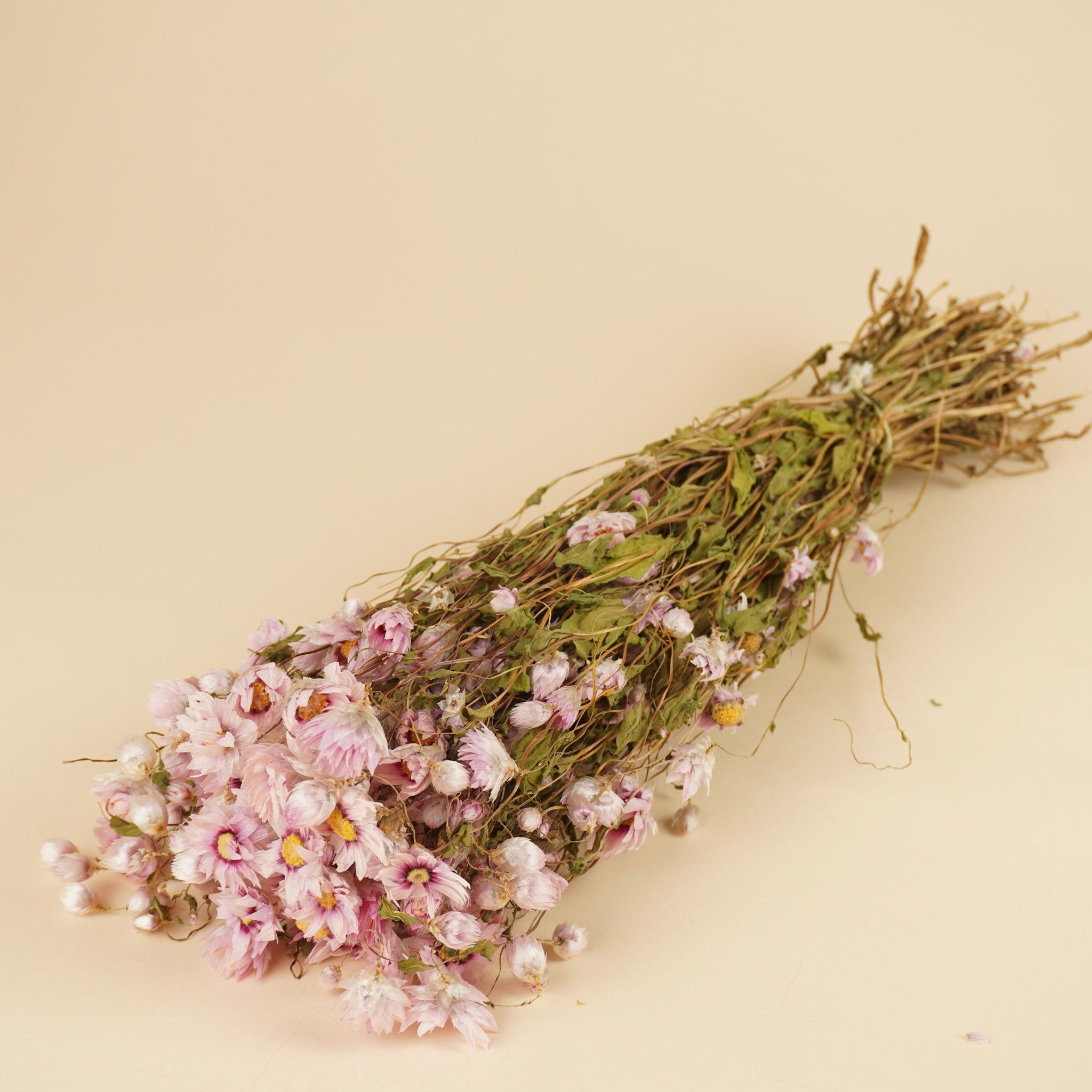 Rhodanthe rhodanthe séché