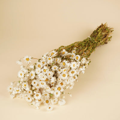 Rhodanthe blanc séché