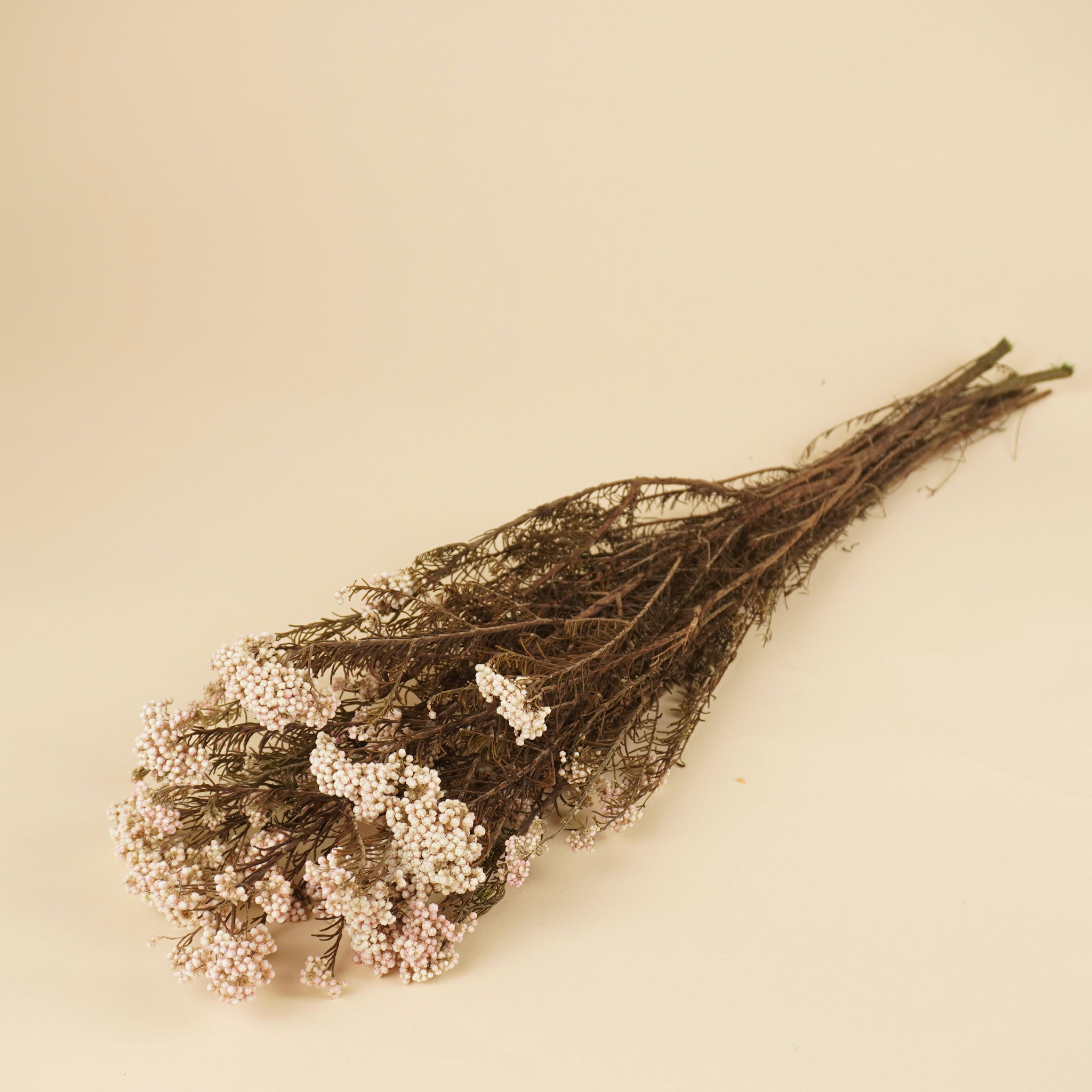 Reisblume getrocknetes natürliches Rosa