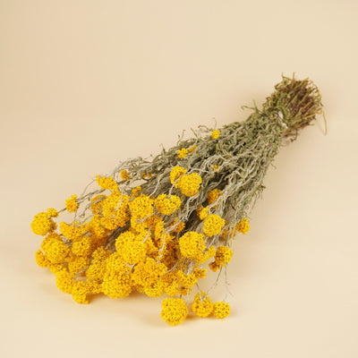 Sanfordii séché