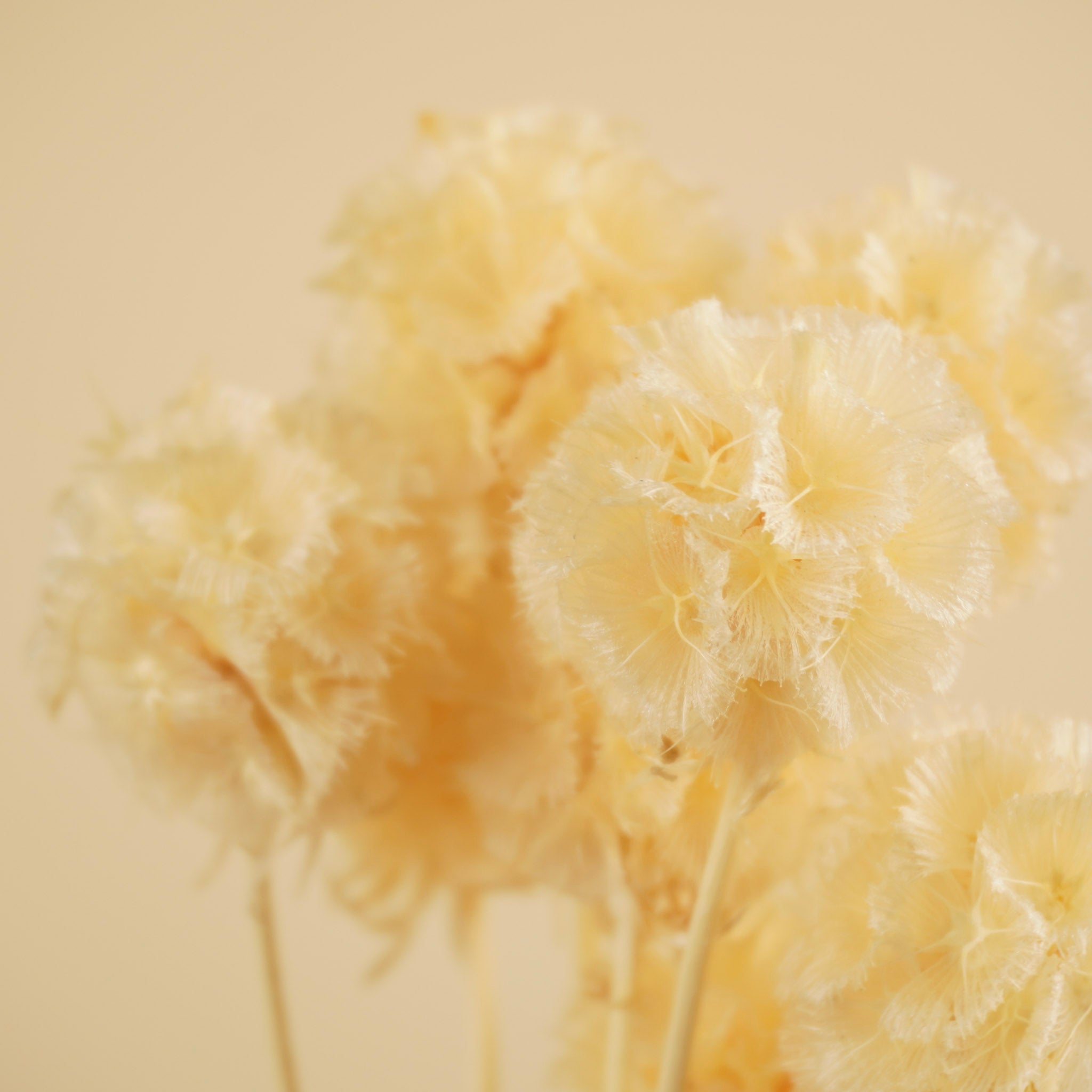 Scabiosa stellata séchée blanchie