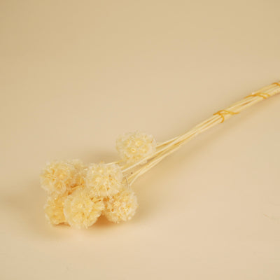 Scabiosa stellata séchée blanchie