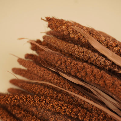 Dried Rhodanthe White