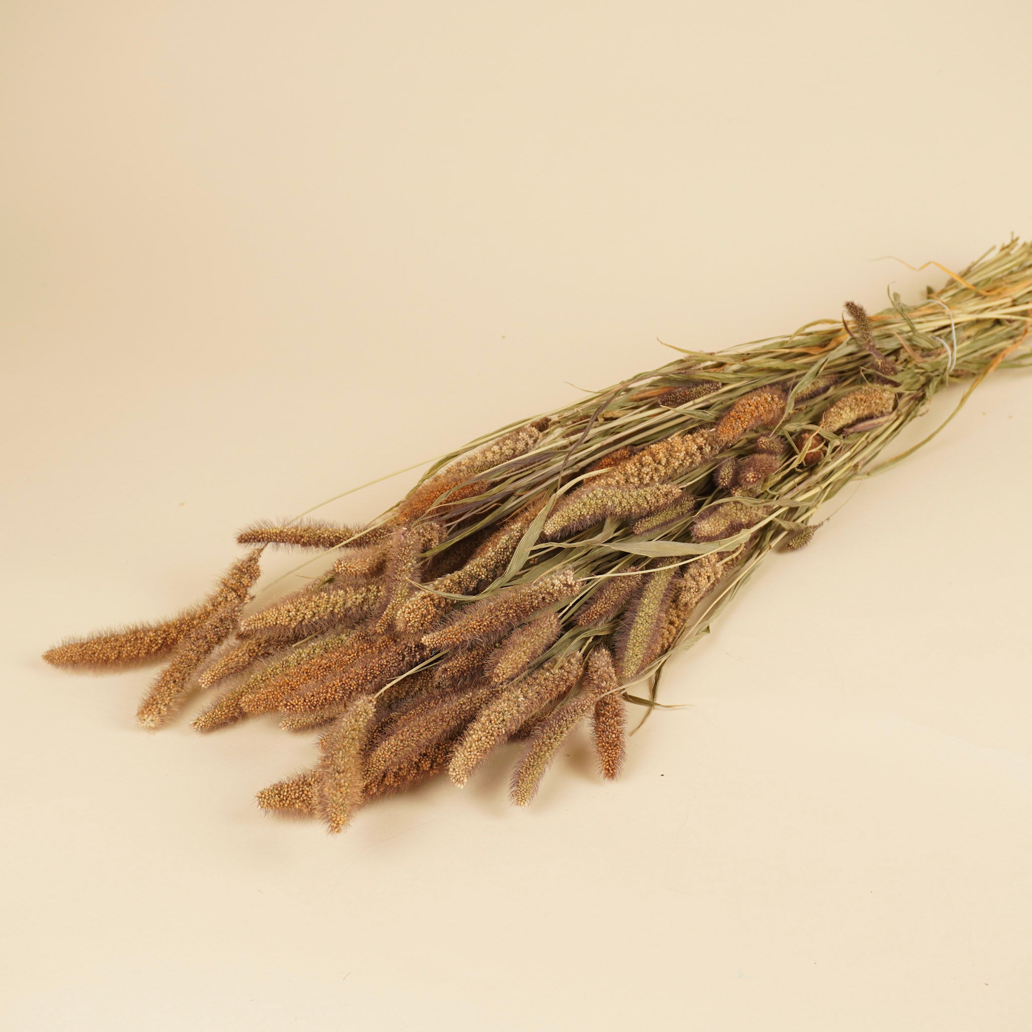 Getrocknete Setaria italica