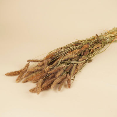 Setaria italica séchée
