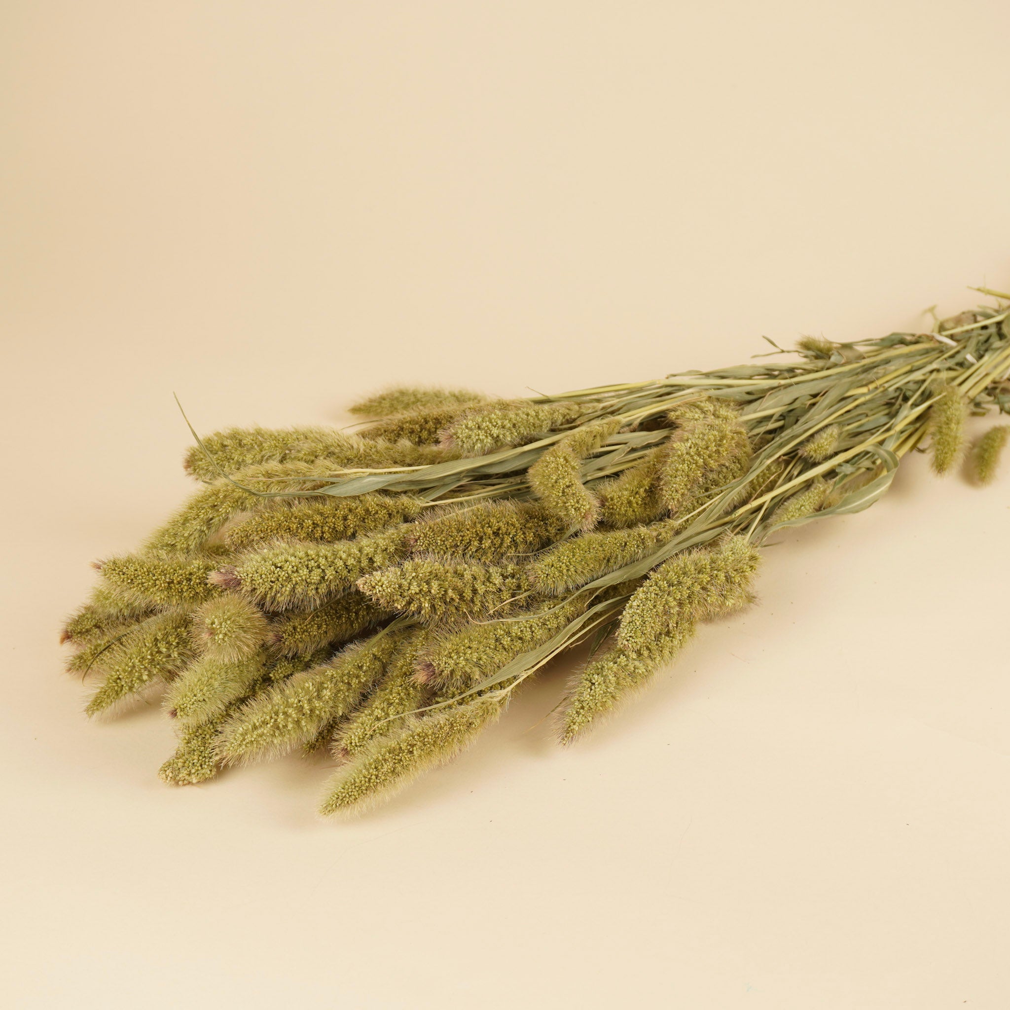 Setaria séché naturel