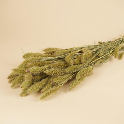 Setaria séché naturel