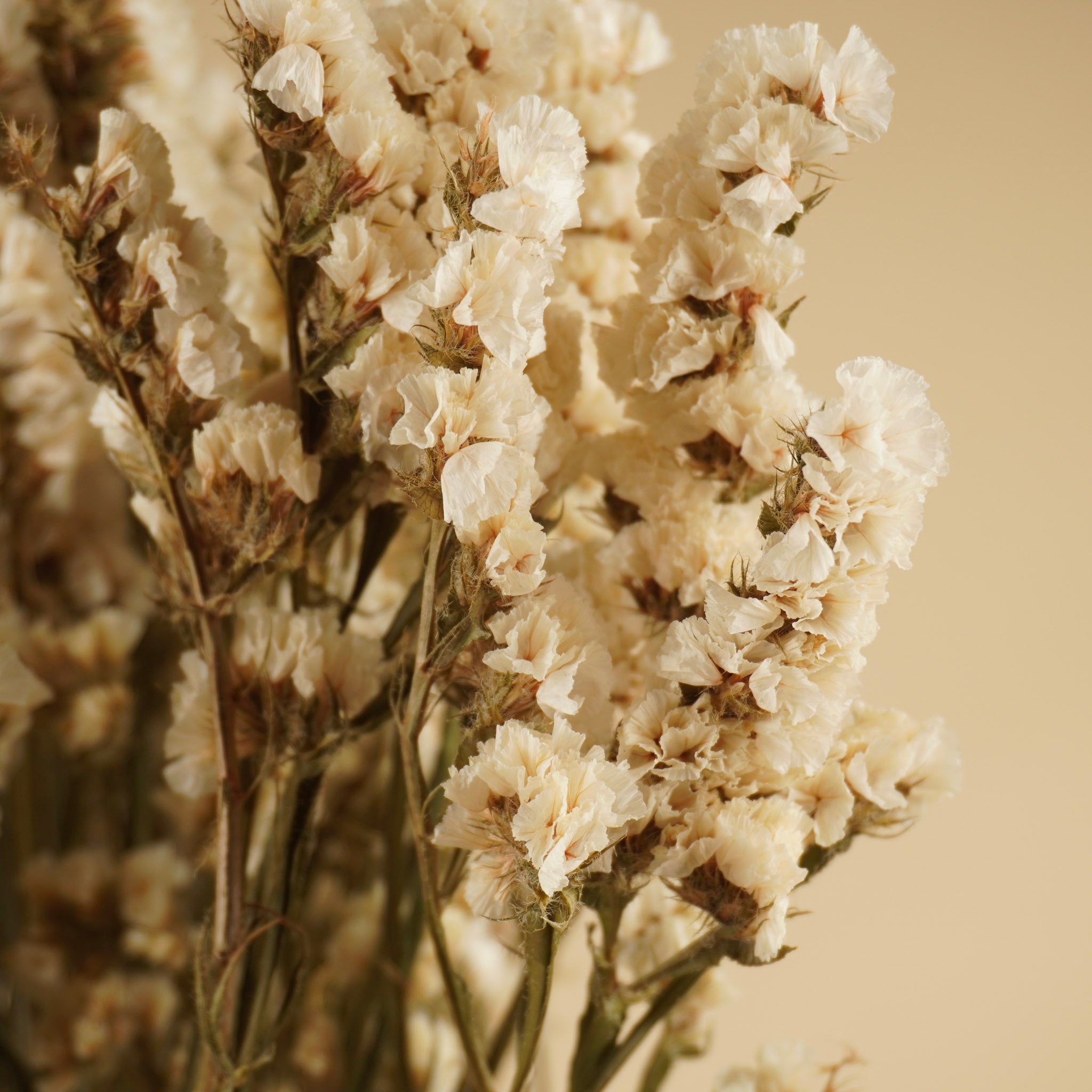Dried Statice Limonium White