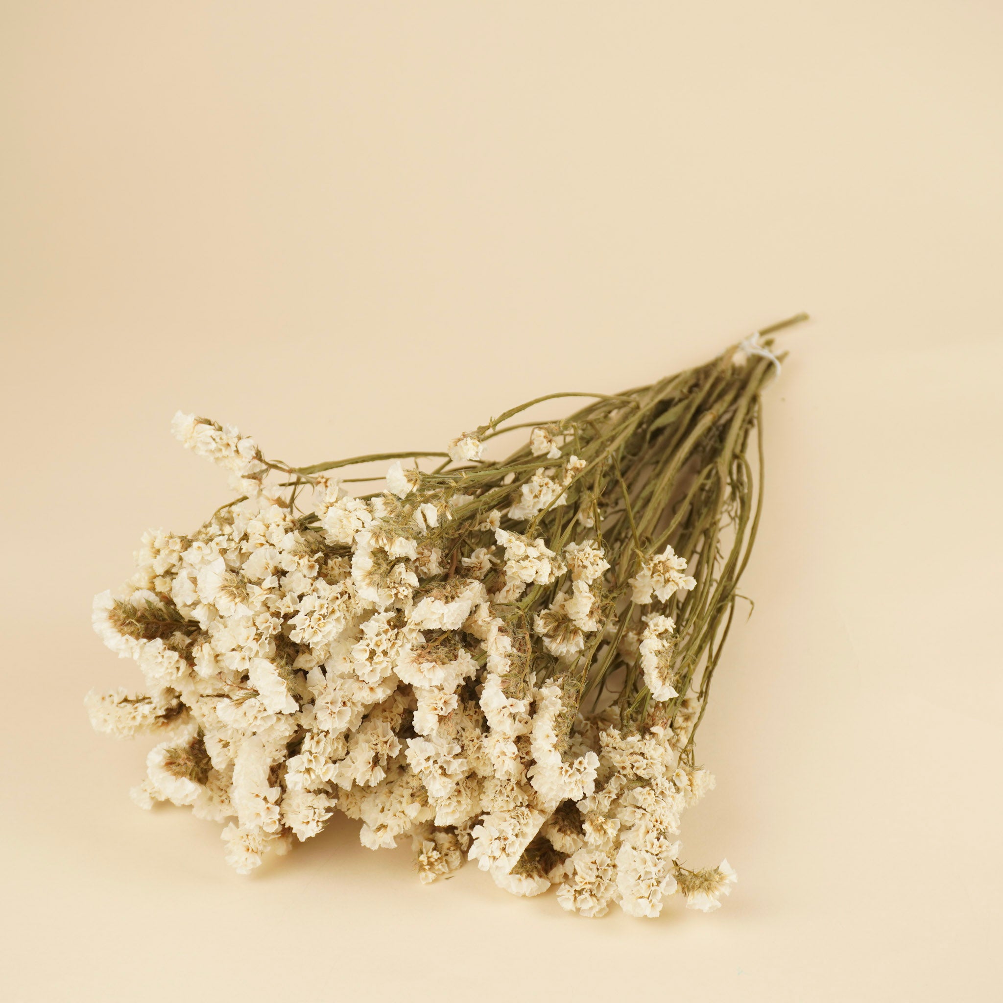 Dried Statice Limonium White