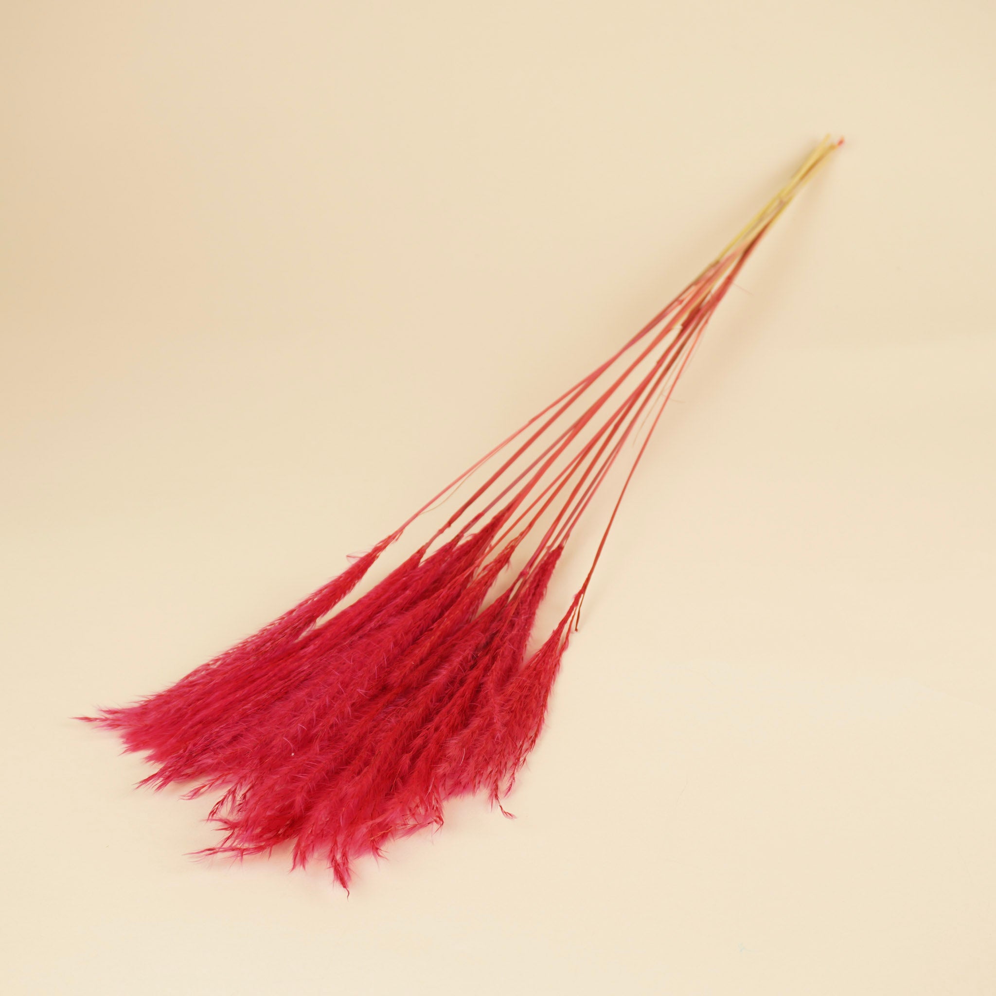 Dried Stipa Feather Cerise (per piece)
