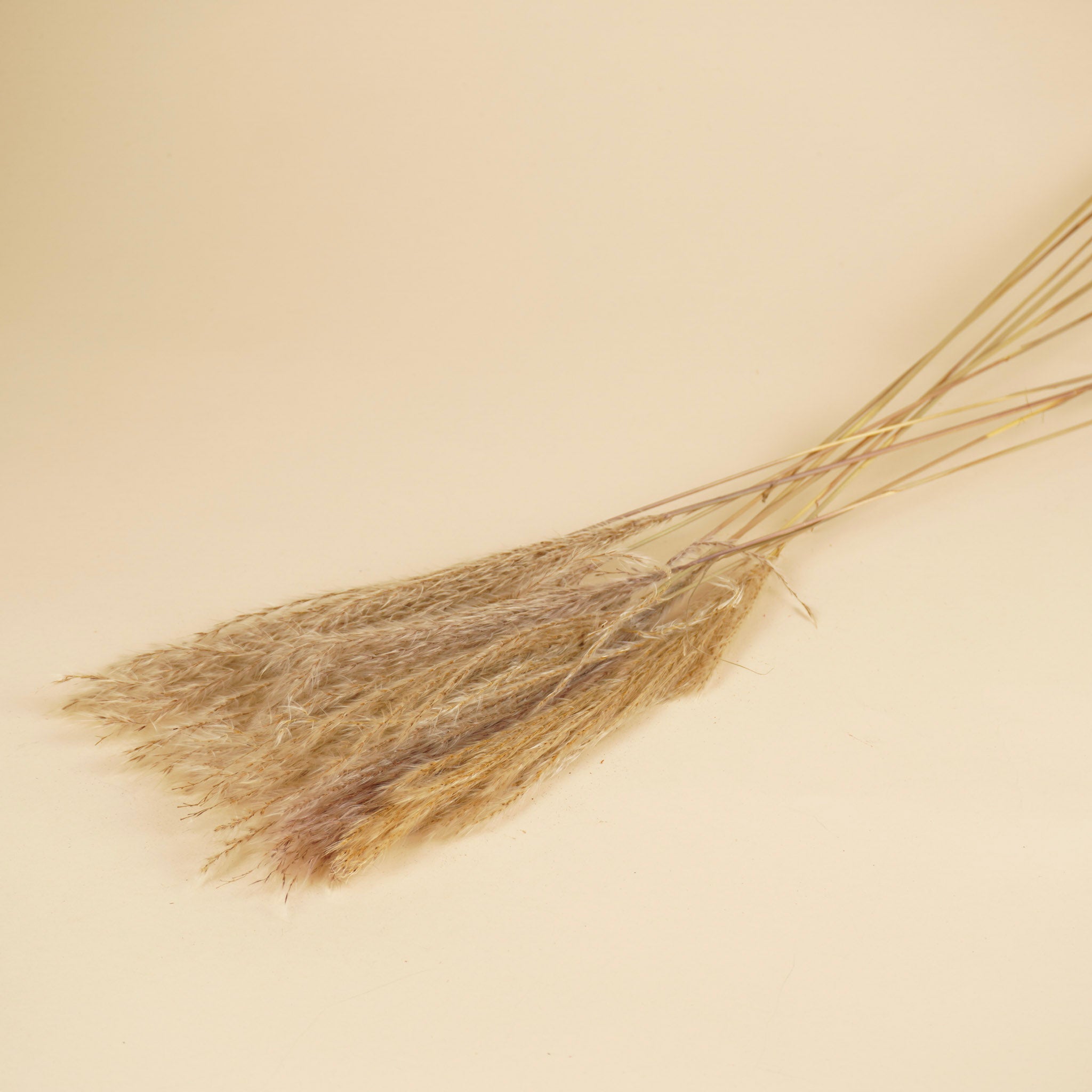 Stipa Feather Naturel (par panache)