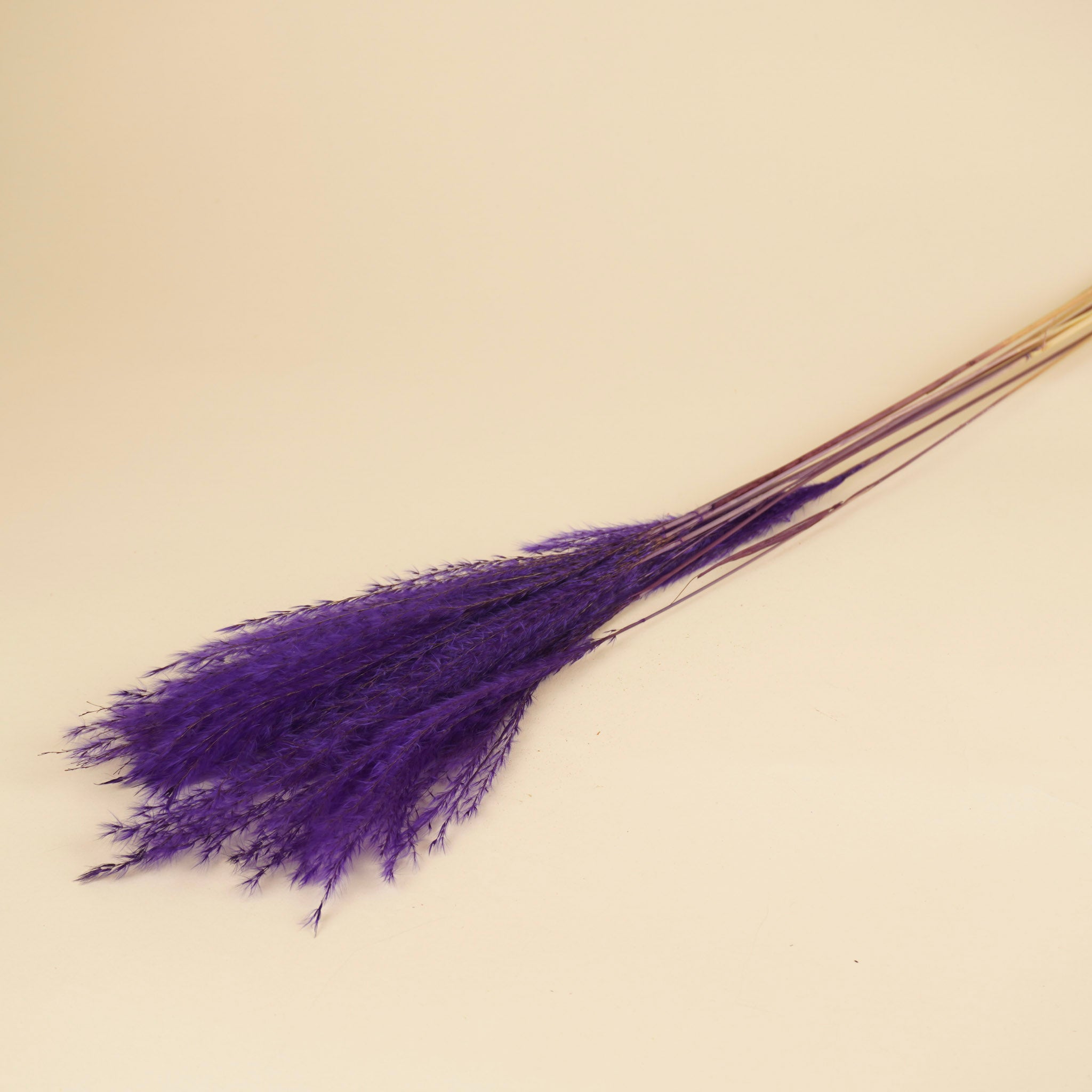 Plume stipa séchée violette (par pièce)
