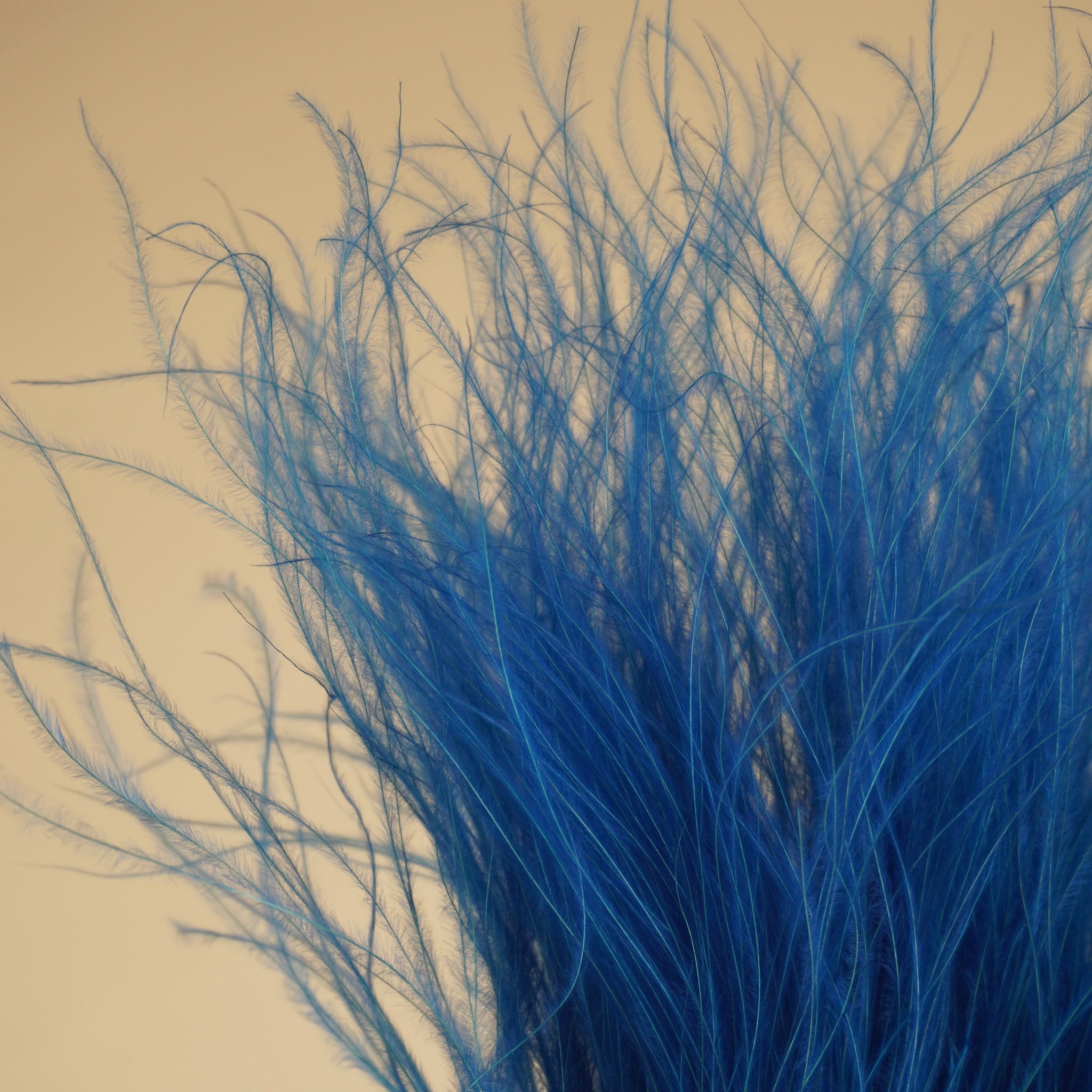 Dried stypa penata light blue