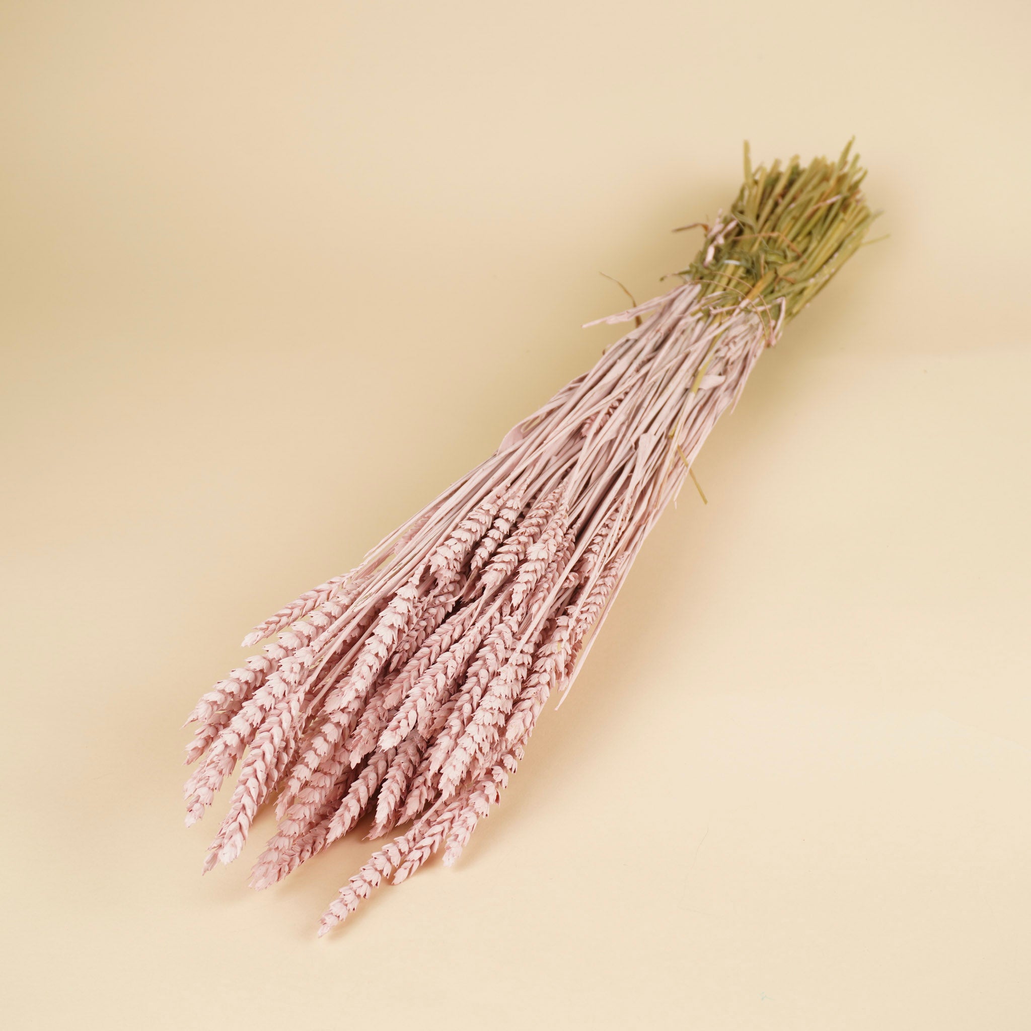 Getrocknetes Weizennebelrosa (Triticum)