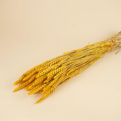 Blé séché jaune