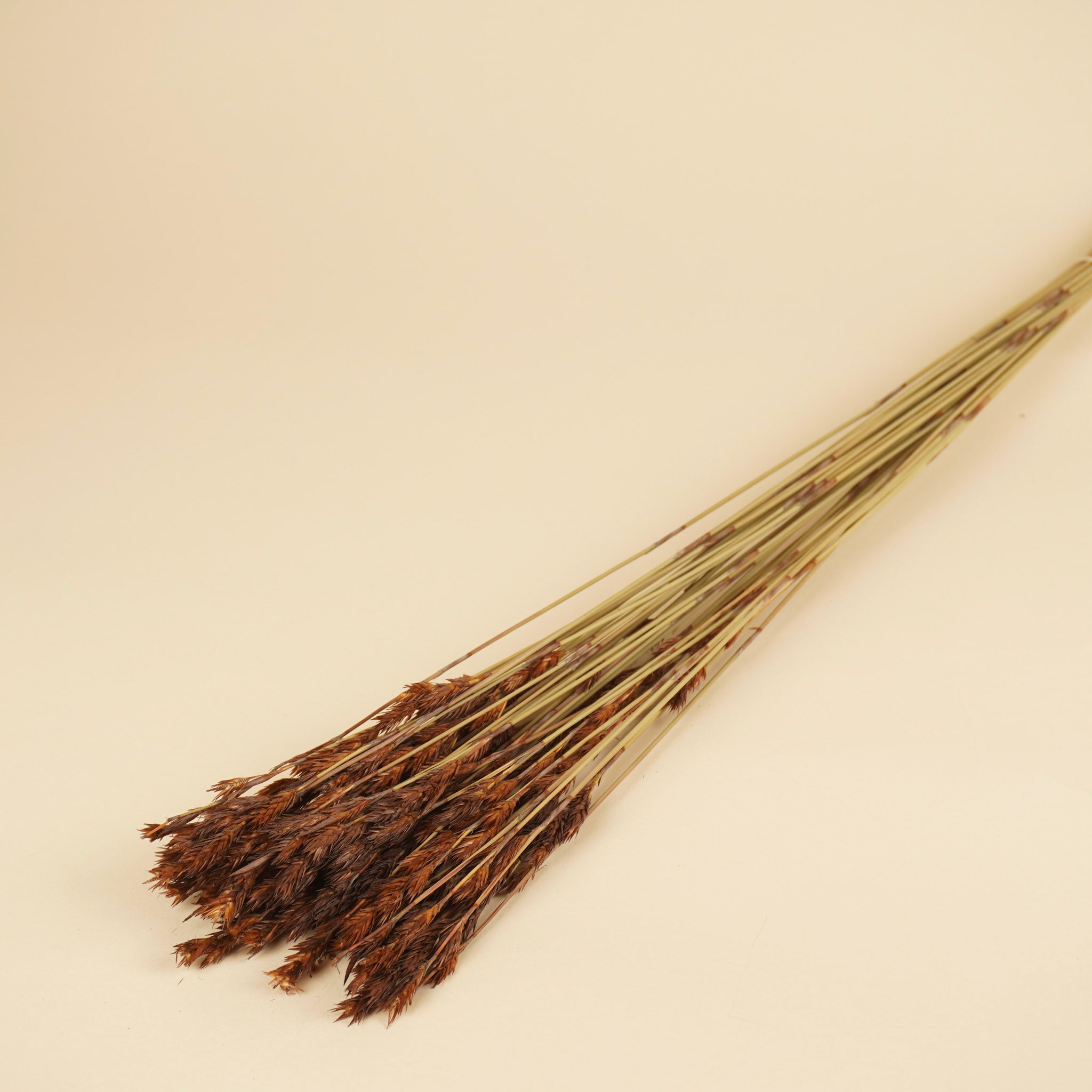 Dried Thatch Reed