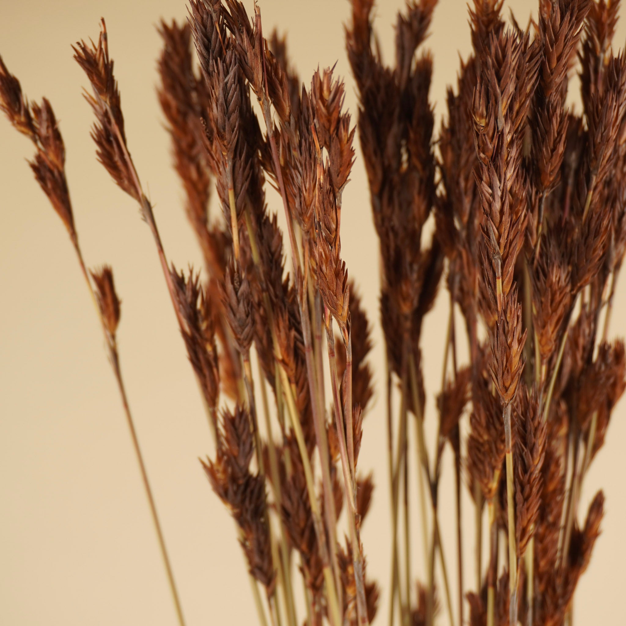Dried Thatch Reed