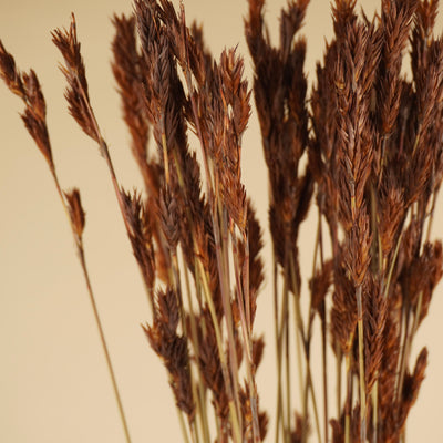 Dried Thatch Reed