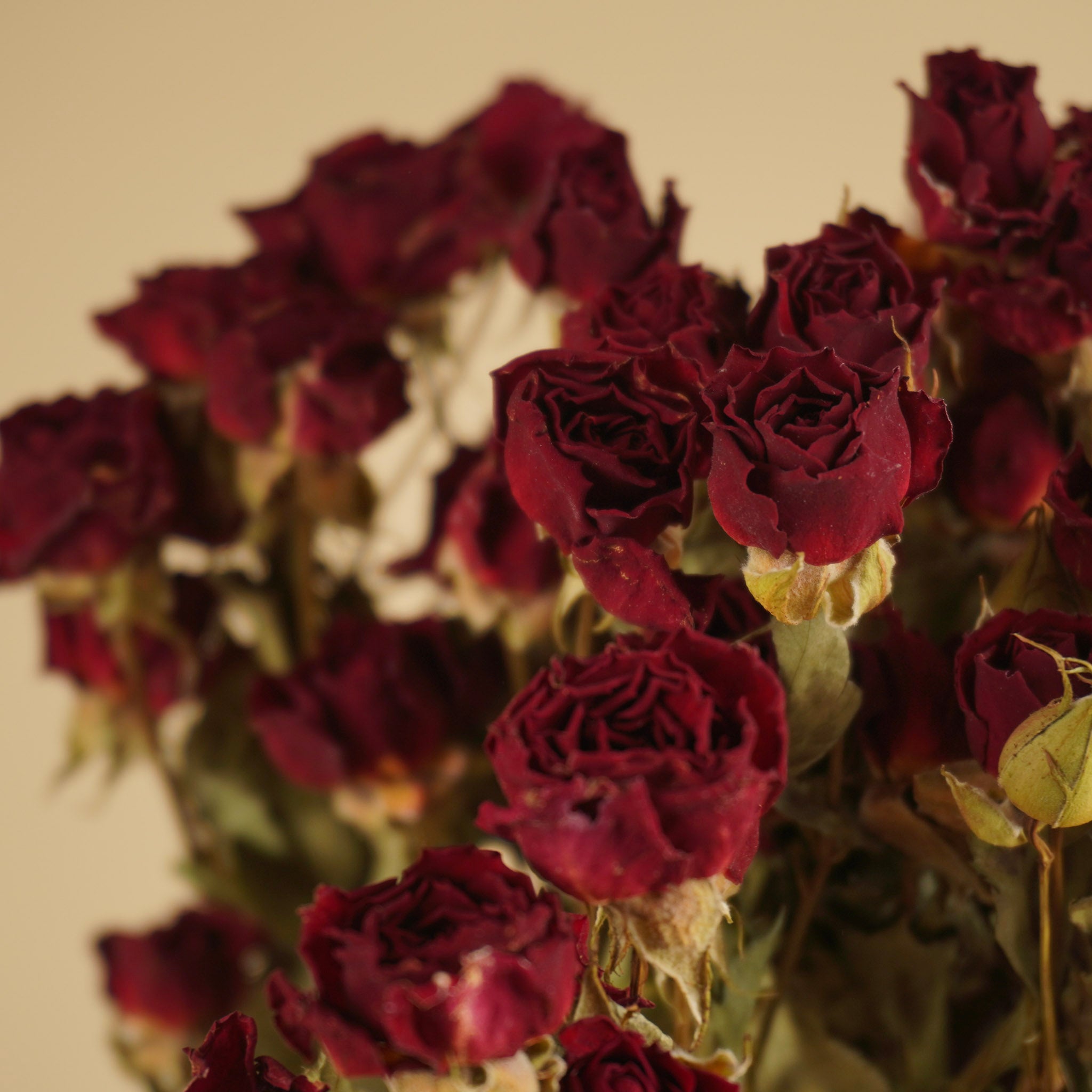 Dried dark red roses