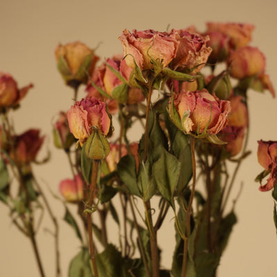Peloton rose séché