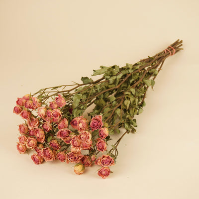 Peloton rose séché