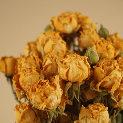 Getrocknete Clusterrosen gelb
