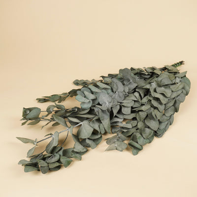 Eucalyptus cinerea préservé
