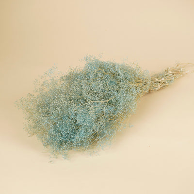 Mini Gypsopsophila Blue conservé (gypse)