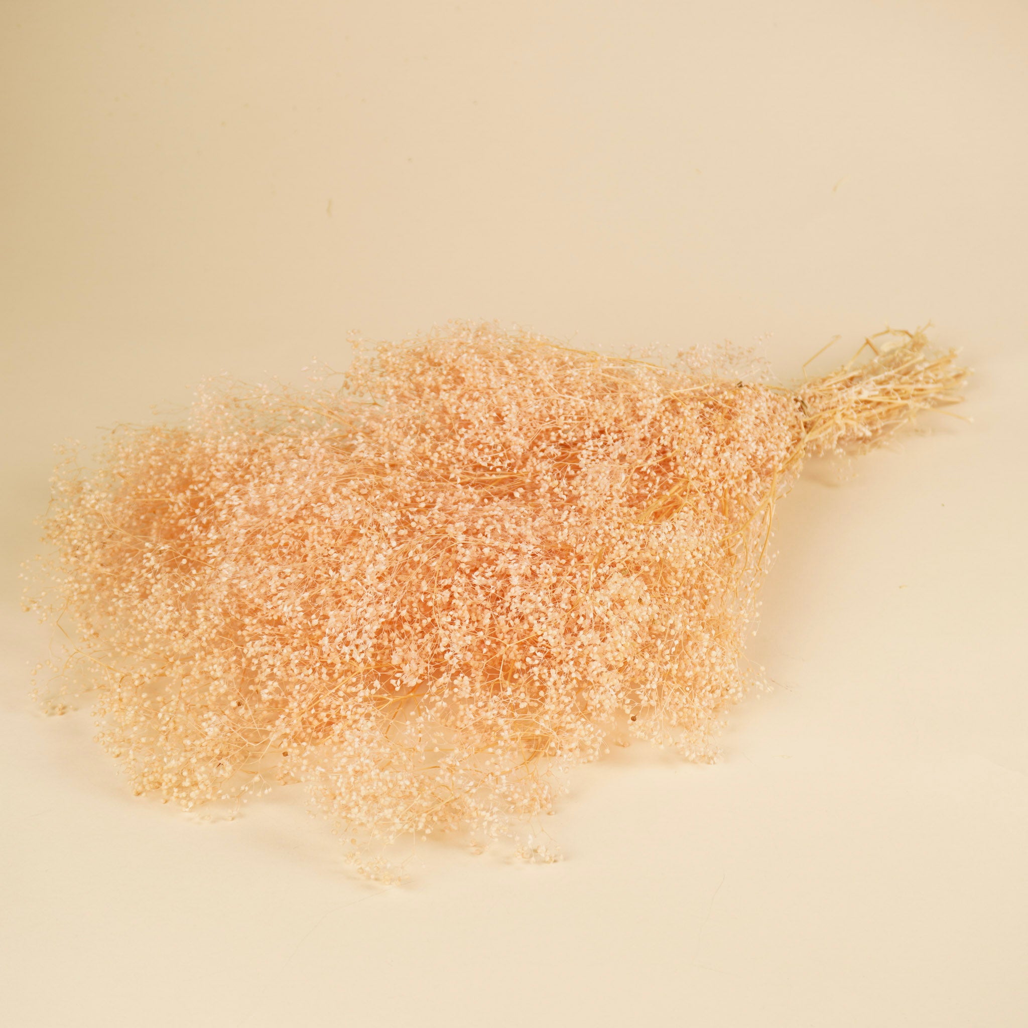 Mini Gypsophila Hellrosa Konserviert (Gypsum)