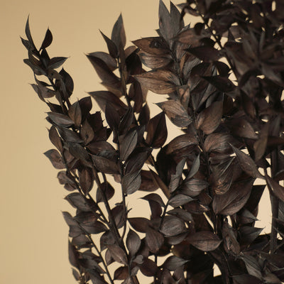 Ruscus noir conservé