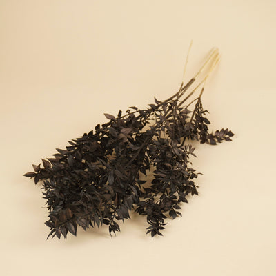 Ruscus noir conservé