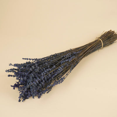 Lavendel dunkelblau Prävention